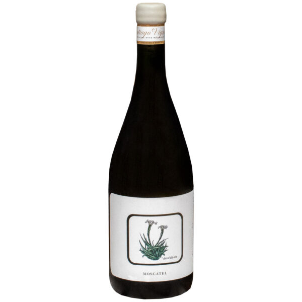 Santiago Vignoni Moscatel Blanco